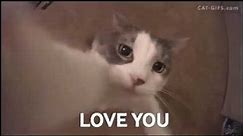 I love you funny cat kissing the camera (gif)