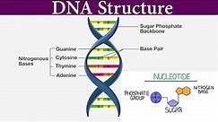Structure and Function Of DNA I DNA structure class 12 I Scientech Biology I Model of DNA