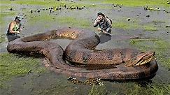 10 Biggest Snakes Ever Found