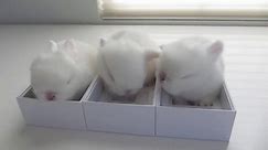 Cute Baby Bunnies live in iPhone 5s Boxe! Crazy!