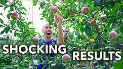 7 Tips for Growing Apples in the Garden, THE MOST DISEASE RESISTANT APPLE TREE ON THE PLANET!