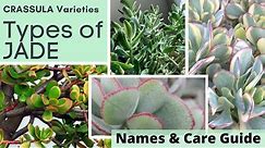 Types of JADE PLANT Identification CRASSULA Varieties | Names and Care Guide with MOODY BLOOMS