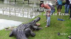 Meet the Largest Alligator Ever Caught Alive in Texas