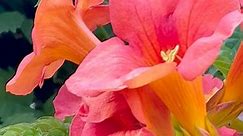 🌺 My Gorgeous Hummingbrid Trumpet Creeper Vine Campsis Radicans Flower 🌺 #fbreelsvideo #reels #beauty #nature #hummingbirdflowers | Justina Perman