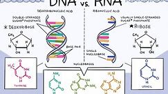 differences between DNA and RNA ; structures of DNA and RNA
