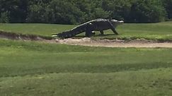 'Monster' alligator filmed strolling around golf course in Florida