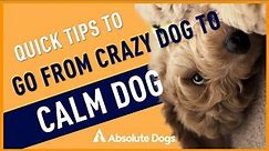 Try These Quick Tips to Go From Crazy Dog to Calm Dog