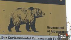 Investigation into deadly bear attack in Banff National Park continues