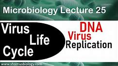DNA virus replication | Virus life cycle