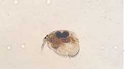 Here is a water flea (Cladocera)... - MicrobialEcology