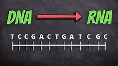 DNA to RNA Complementary Base Pairings | Transcription