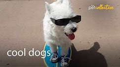 The COOLEST Dogs in the World! | Cool Dog Breed Compilation