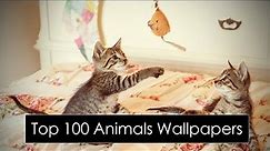 Top 100 Animal Wallpapers !! Download Now !!