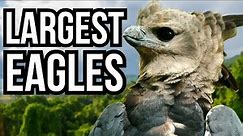 5 Of The Largest Eagles In The World