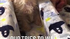 We rescued Toby as a 5 week old malnourished deformed puppy. Watch his amazing journey. We built this ramp to help him learn how to walk and gain upright stability. | Florida Yorkie Rescue
