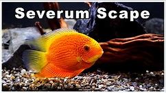 Severum Fish Tank Aquascape: A Scape Without Plants!