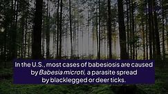 What Is Babesiosis? Tickborne Disease on the Rise in the Northeast, CDC Says
