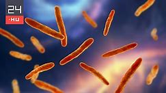 Négy TBC-s beteget azonosítottak egy ceglédi gyárban | 24.hu