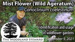 Mist Flower (Wild Ageratum), Conoclinium coelestinum– Identification and usage in wildflower gardens