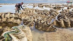 Harvest Giant Clam - Tridacna gigas - Fishermen Harvest Millions of Giant Clams This Way