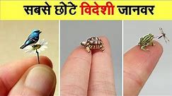 Top 10 Most Smallest Animals In The World