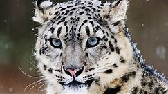 10 Incredible Facts About the Snow Leopard