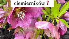 Obcinanie liści ciemierników wiosną jest zalecane, ponieważ może to pomóc w zapobieganiu chorobom grzybowym, takim jak czarna plamistość liści. Regularne usuwanie zbrązowiałych i zniszczonych liści wiosną, po okresie kwitnienia, umożliwia utrzymanie roślin w dobrym zdrowiu oraz sprzyja zdrowemu kwitnieniu nowych pąków. Przycinanie nie jest konieczne dla wszystkich ciemierników, ale wykonanie tego zabiegu może przynieść korzyści w postaci lepszego wzrostu i kwitnienia. | Ogrodowisko