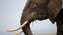Is this why elephants don't get cancer?