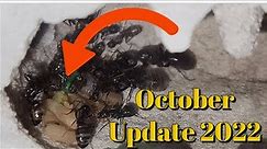 Camponotus Colonies October 2022 Update