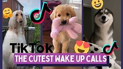 Hi Hi Good Morning Best TikTok Compilation of Pets - Cute Dogs & Cats In The Morning