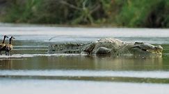 Deadly Crocodiles of the Nile River | National Geographic Documentary 2015