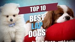 Top 10 Best Lap Dogs for Cuddly Owners