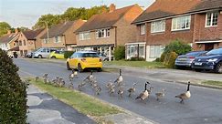 Residents plagued by geese invading their lawns