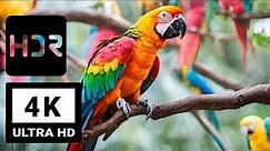 4K BIRDS VIDEO ULTRA HD | OLED TEST VIDEO | 4K HDR DEMO VIDEO