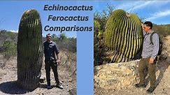 How to Comparisons Ferocactus and Echinocactus Part One