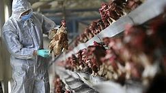 Bird flu in SA: an expert explains what’s behind the outbreak and what can be done about it
