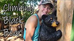 Little Climbing Black Bear - CHAINSAW CARVING