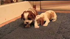 Cavalier King Charles puppies, 3 weeks old today.