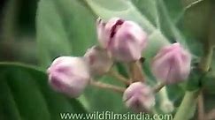 Calotropis gigantea (Crown flower)