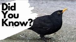 Things you need to know about BLACKBIRDS!