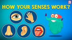 How Your Senses Work? | The Five Senses | The Dr Binocs Show | Peekaboo Kidz