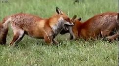Two foxes fighting over territory