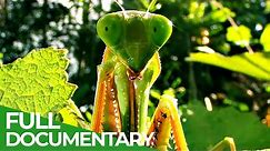 World's Biggest & Baddest Bugs! | Free Documentary Nature