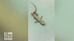 Man saves gecko's life with CPR: Watch the amazing video