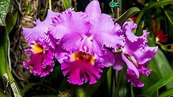 What are some popular Brazilian flowers?