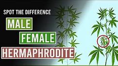 Spot the Difference Between Male, Female and Hermaphrodite Cannabis Plants
