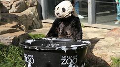 VIDEO: Giant pandas enjoy birthday treats at zoo