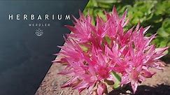 Sedum spurium - (Caucasian Stonecrop)