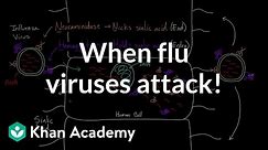When flu viruses attack! | Infectious diseases | Health & Medicine | Khan Academy