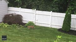 Bobcat Family Often Spotted Outside Massachusetts Home Gets Recorded by Door Camera